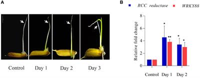 Integrated transcriptomics and miRNAomics provide insights into the complex multi-tiered regulatory networks associated with coleoptile senescence in rice